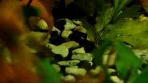 Анциструсы супер ред.