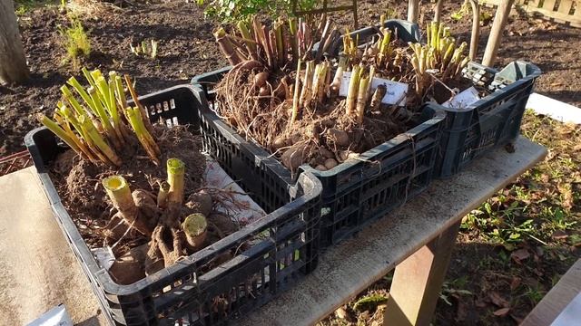 Как Сохранить Георгины До Весны. смотреть онлайн