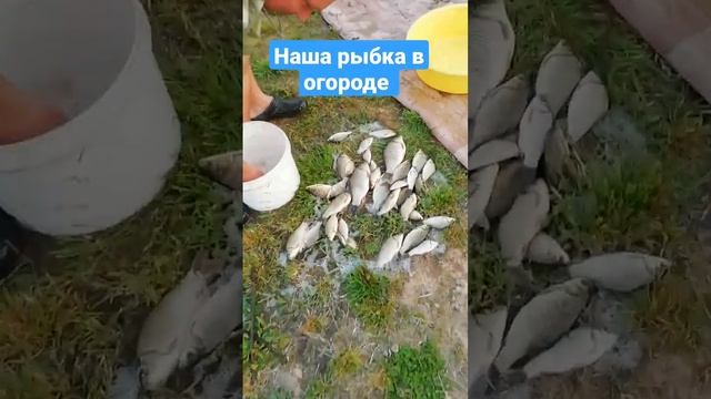 Порыбачили в своем прудике на участке кастинговой сетью. Караси в своем пруду на даче