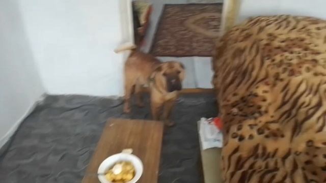 шарпей гоняет кота)))) смотреть онлайн