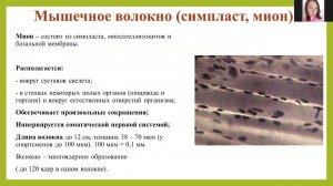 Строение мышечного волокна. Просто о сложном. Лекция № 1 для спортсменов и их тренеров.