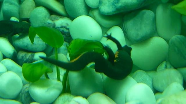 Самка тритона мечет икру смотреть онлайн