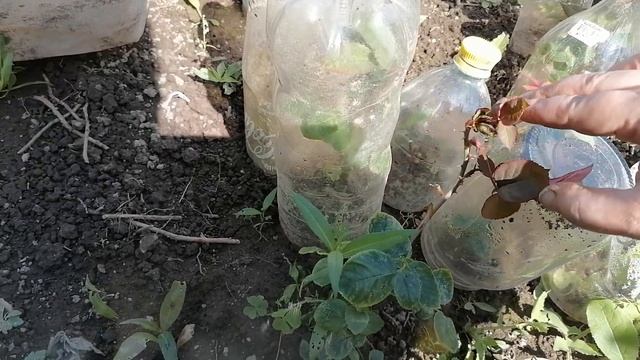 Итоги черенкования роз 8 июня, результаты, выпад, и подзимнее и летнее черенкование.