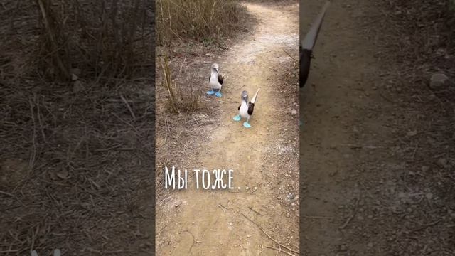 ЗАБЛОКИРОВАЛИ ЮТУБ? Ответ в видео. Творческая студия рутуб Чихачёво канал отец Иоанникий.