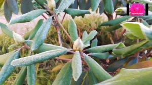 РОДОДЕНДРОН. От А до Я. Начинающим