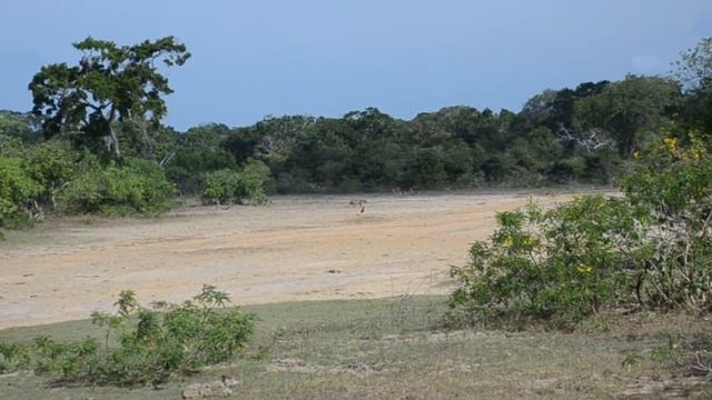ДРУЗЬЯ НАВЕК. ЖИВОТНЫЕ В НАЦИОНАЛЬНОМ ПАРКЕ ЯЛА. Шри-Ланка. Sri Lanka. Сафари на джипах