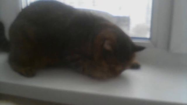 Во всём виноваты оливки. смотреть онлайн