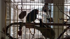 Конголезский попугай Джимми. Говорит