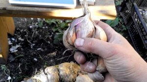 Размножение чеснока Голландских нестрелкующихся сортов.