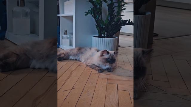 Relax 🐱
