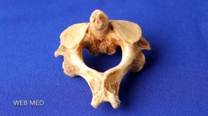 Второй шейный позвонок (Axis)