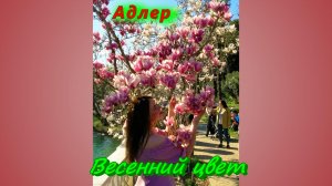 Весенний цвет в Адлере сегодня