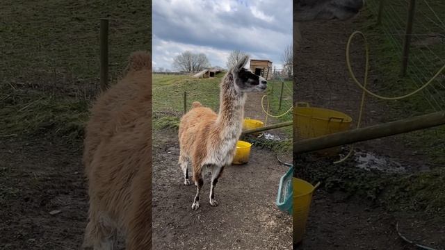 Llamas #uk #england #funnyshorts #nature #animals #park #llamas #лама #животные #природа