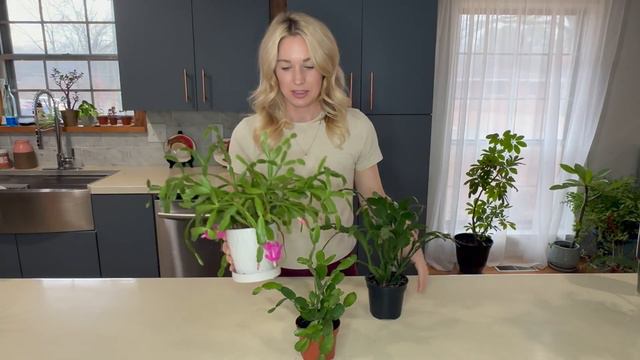 How to Care for and Identify Christmas Cactus Thanksgiving Cactus and Easter Cactus