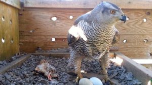 Ястреб-тетеревятник на гнезде в вольере