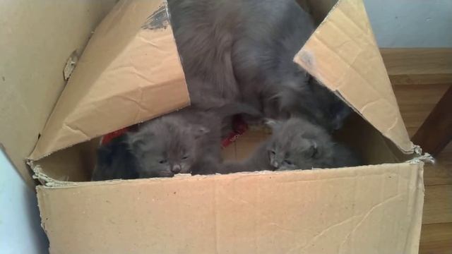 Как вернуть котят домой? Пошаговая инструкция смотреть онлайн