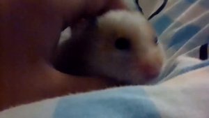 Мучаем хомяка