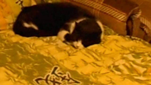 Коты - конкуренты смотреть онлайн