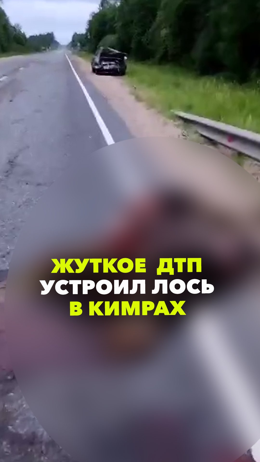 Лося размазало по шоссе после ДТП в Кимрах