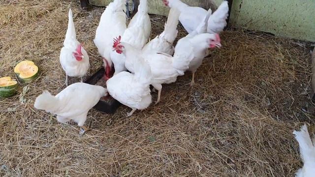 Понос у кур, диарея, чем куры могут отравиться - симптомы и лечение смотреть онлайн