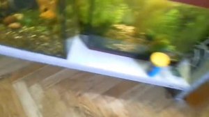 Запуск аквариума на керамзите и оборудование своими руками. Ч2