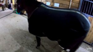 тренировка от лица ТРЕНЕРА | КОНКУР | GoPro