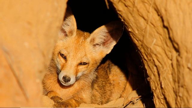 Wow Photo that are worth seeing at least once part-90 | Фотографии которые стоит увидеть хотя бы ра смотреть онлайн