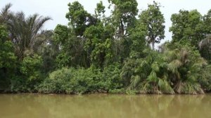 Сенегал-Гамбия 2013. Часть XI. Гамбия - в поисках острова обезьян