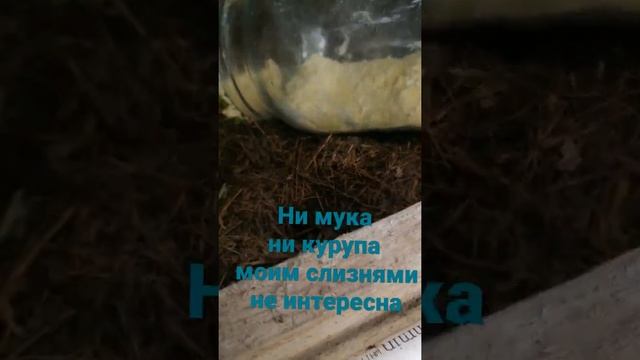 Мука или крупа кукурузная на моих слизней не действует! По моему брехня все это