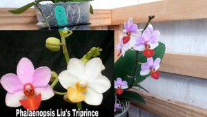 Phalaenopsis Liu's Triprince