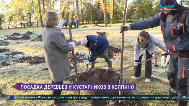 Иней — не помеха: в Колпино посадили черёмуху виргинскую смотреть онлайн