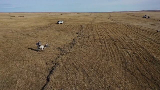 Даурского журавля спасли в Забайкалье и передали зоопарку смотреть онлайн