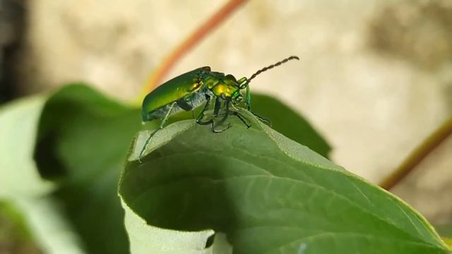 Шпанская Мушка, или Шпанка Ясеневая 2020 06 18 смотреть онлайн