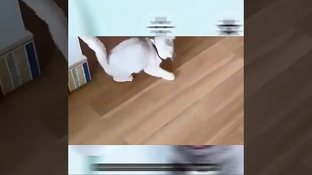 Умный лазерный ошейник для кошки электрическая зарядка через USB  https:2my.siteJ91iWcm