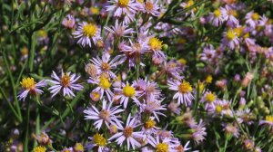 Астра солончаковая или сентябринка