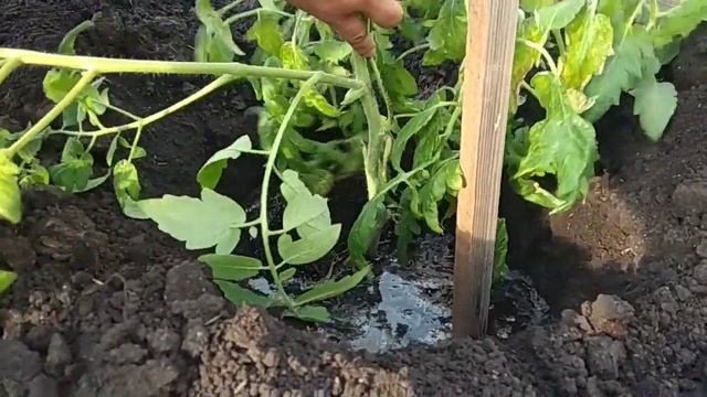 #Томатсдвумякорнями#Пересадка томата с двумя корнями