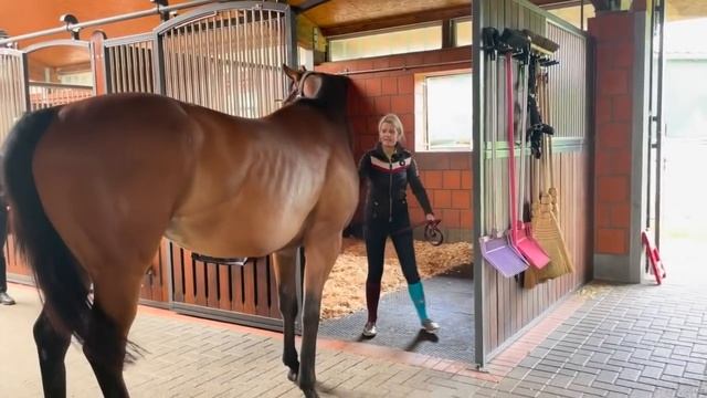 HOW TO CALM DOWN YOUR EX-RACEHORSE - (Thoroughbred Horses) OTTB Series смотреть онлайн