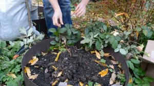 Как укрыть древовидный пион на зиму