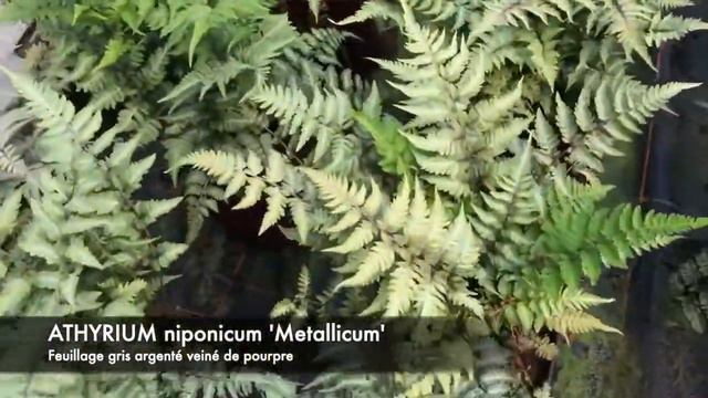Athyrium niponicum metallicum la Fougère argentée
