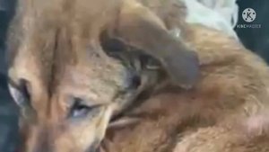 Бездомный пёс дрожал от страха при виде людей, боясь посмотреть им в глаза