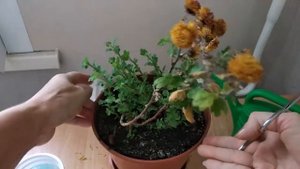 КАК ОБРЕЗАТЬ #ХРИЗАНТЕМУ ДОМА