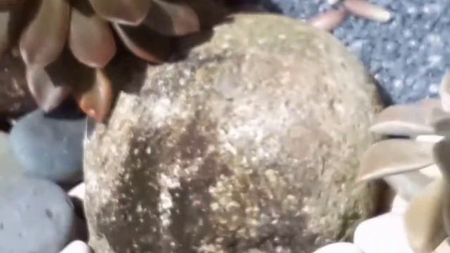 Graptopetalum in bloom смотреть онлайн