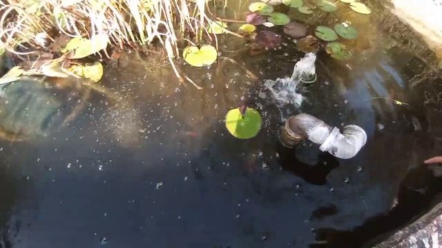 рыба укусила за руку ии нет смотреть онлайн