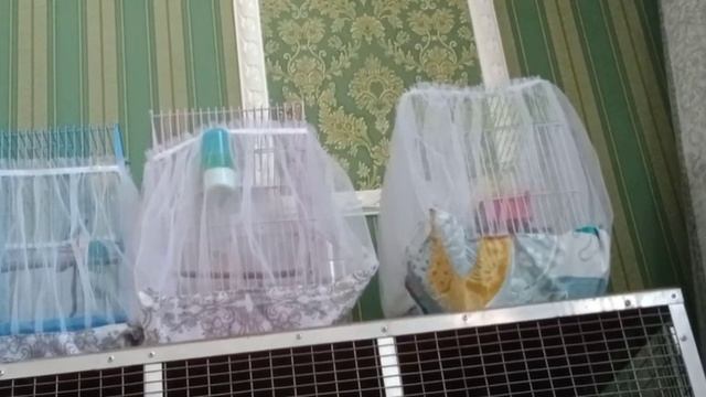 Как распеваются молодые кенары (канарейки).