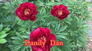Peony: Alexander Woollcott; Dandy Dan.