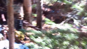 Охота на Бурого Медведя.