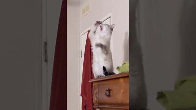 Cat Кошки Котята Коты #Shorts 1347.mp4