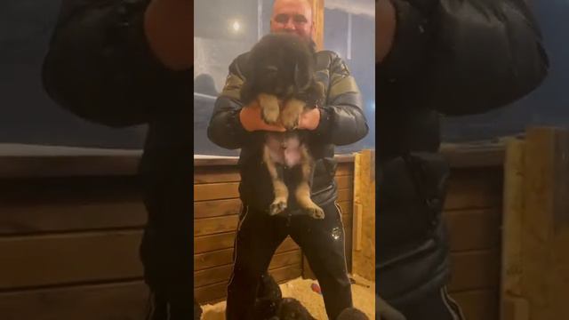 Предлагаются щенки  Тибетский Мастиф от титулованных родителей Мурманский клуб МОКПДЦ Вестлиц.