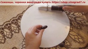 24 июля полностью окрасился виноград Владыка ночи. Посмотрим сахар и косточки на разрезе?