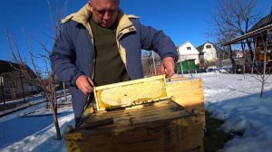 Сравниваю карпатку и бакфаст весной Вскрываю медовые рамки